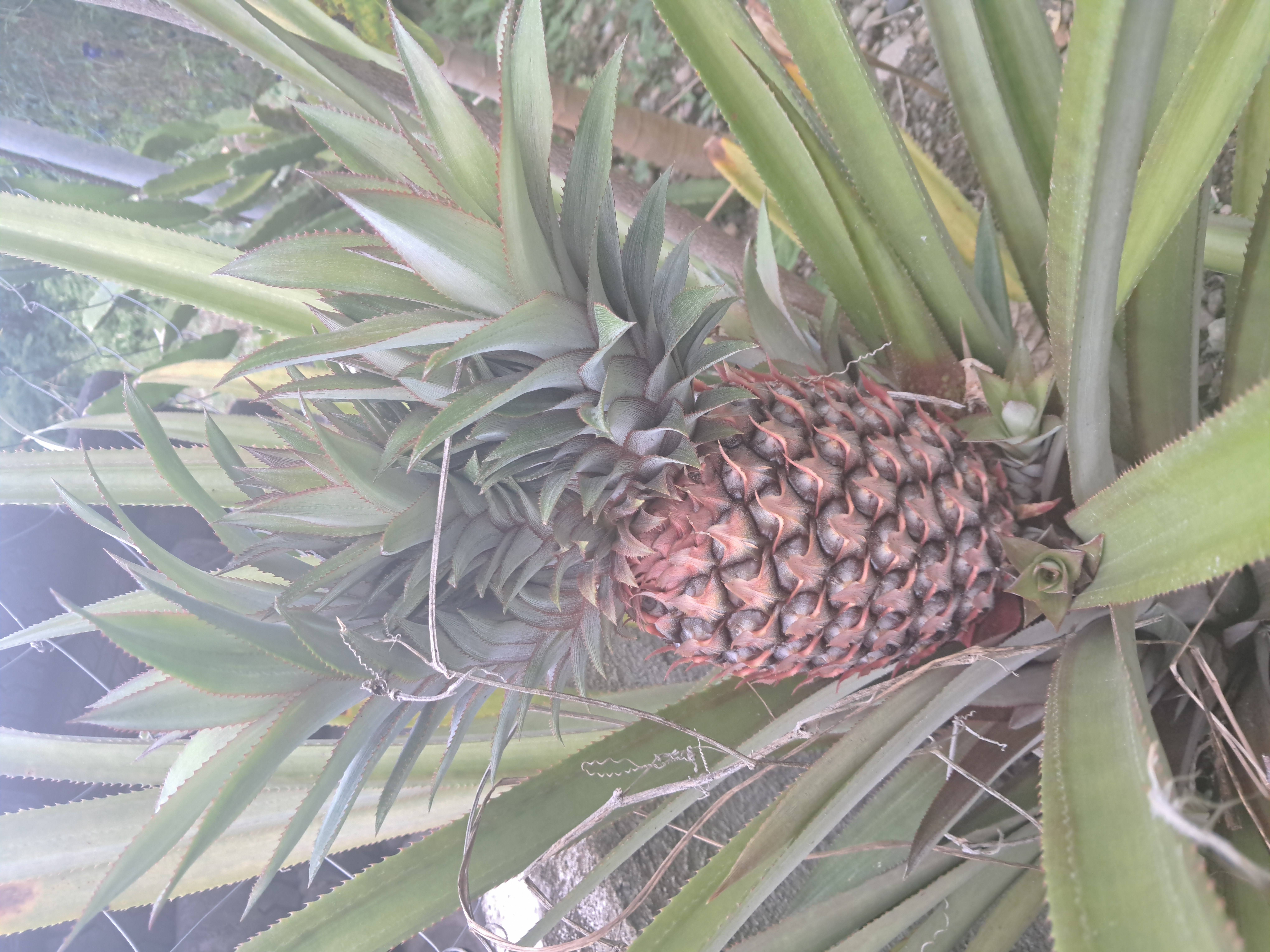 Fresh Pineapple