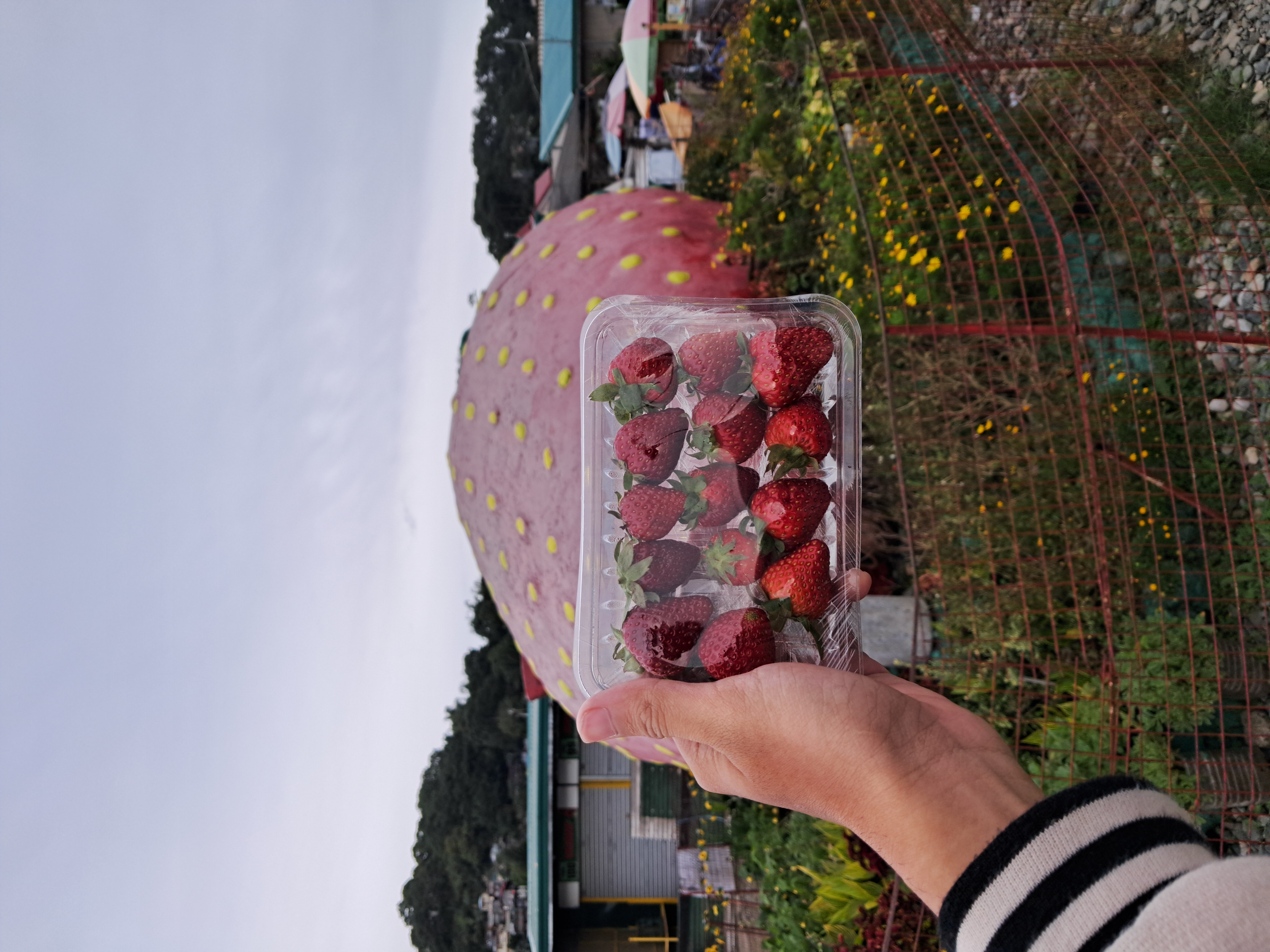 Benguet Strawberry Farm visit and fresh strawberry picking